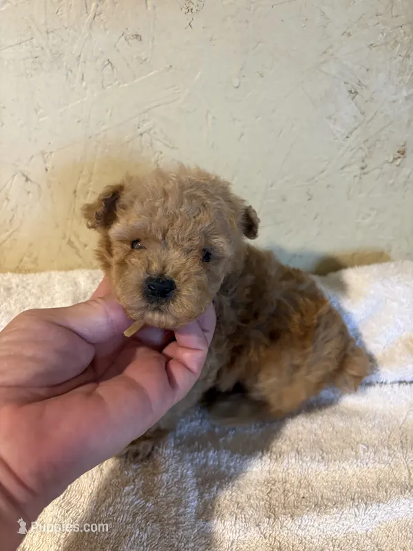 AKC Pepe’ – Poodle - Toy  puppy for sale in Saint Hedwig, TX