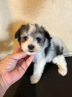 Party, a male Miniature Schnauzer for sale in Saint Hedwig, TX – 2 of 5