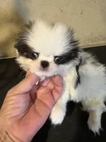 Chin Milo , a male Japanese Chin for sale in Saint Hedwig, TX – 3 of 5