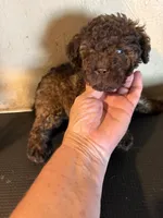 Brownie , a male Poodle - Miniature  for sale in Saint Hedwig, TX – 5 of 5