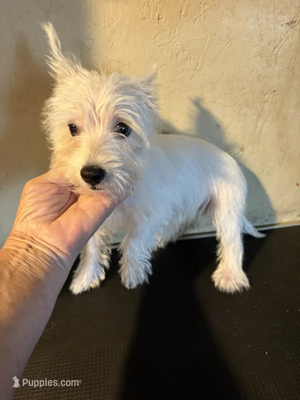 Tia – West Highland White Terrier puppy for sale in Saint Hedwig, TX