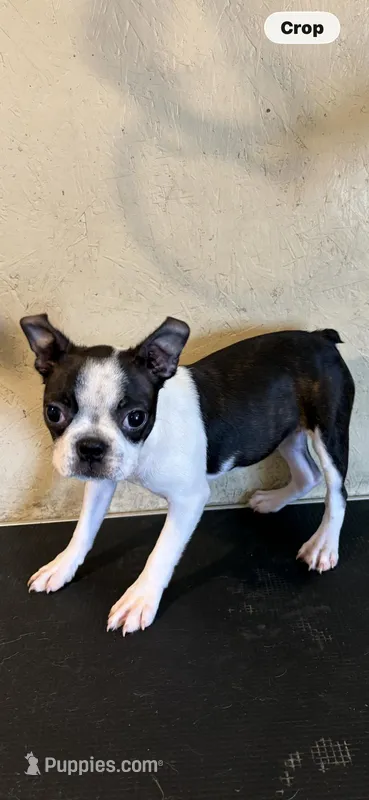 Tator Tot – Boston Terrier puppy for sale in Saint Hedwig, TX