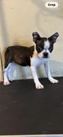 Tator Tot, a female Boston Terrier for sale in Saint Hedwig, TX – Photo 3 of 6