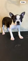 Tator Tot, a female Boston Terrier for sale in Saint Hedwig, TX – Photo 5 of 6