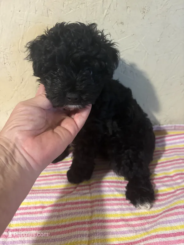 Bunny – Yorkipoo puppy for sale in Saint Hedwig, TX
