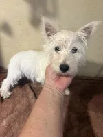 Pieper, a female West Highland White Terrier for sale in Saint Hedwig, TX – 5 of 5