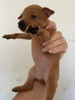 Rose, a female Miniature Pinscher for sale in Saint Hedwig, TX – 4 of 4