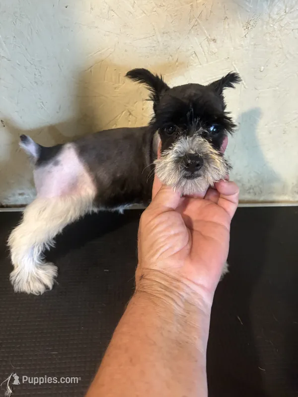 Party – Miniature Schnauzer puppy for sale in Saint Hedwig, TX