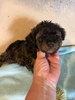 Spanky, a male Yorkipoo for sale in Saint Hedwig, TX – Photo 2 of 3
