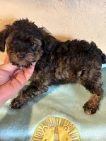 Spanky, a male Yorkipoo for sale in Saint Hedwig, TX – Photo 3 of 3