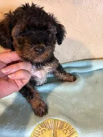 Spanky, a male Yorkipoo for sale in Saint Hedwig, TX – Photo 1 of 3