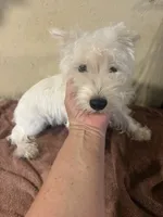 Dudley , a male West Highland White Terrier for sale in Saint Hedwig, TX – 3 of 3
