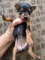 Tiny , a female Miniature Pinscher for sale in Saint Hedwig, TX – 4 of 4