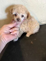 Angela, a female Poodle - Toy  for sale in Saint Hedwig, TX – 4 of 4