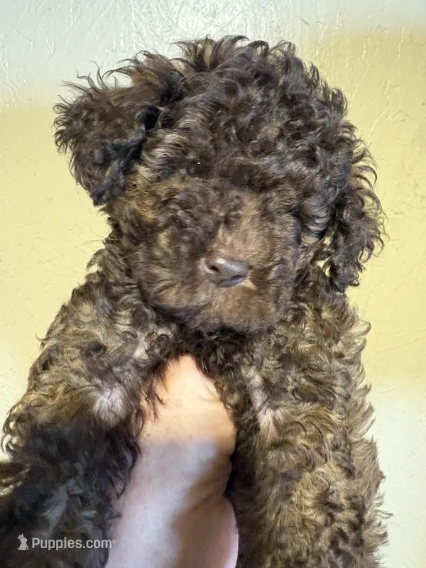 Brownie  – Poodle - Miniature  puppy for sale in Saint Hedwig, TX