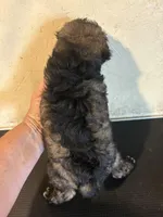 Mickey, a male Yorkipoo and Poodle - Miniature  for sale in Saint Hedwig, TX – Photo 6 of 6