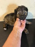 Mickey, a male Yorkipoo and Poodle - Miniature  for sale in Saint Hedwig, TX – Photo 3 of 6