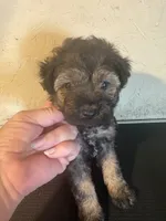 Mickey, a male Yorkipoo and Poodle - Miniature  for sale in Saint Hedwig, TX – Photo 2 of 6