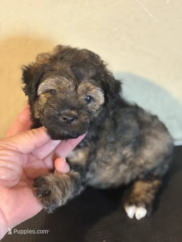 Mickey – Yorkipoo, Poodle - Miniature  puppy for sale in Saint Hedwig, TX