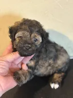 Mickey, a male Yorkipoo and Poodle - Miniature  for sale in Saint Hedwig, TX – Photo 1 of 6