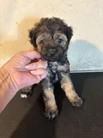 Mickey, a male Yorkipoo and Poodle - Miniature  for sale in Saint Hedwig, TX – Photo 4 of 6