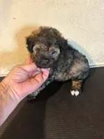 Mickey, a male Yorkipoo and Poodle - Miniature  for sale in Saint Hedwig, TX – Photo 5 of 6