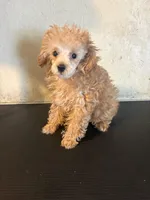 AKC tiny Cafe Au Late’, a female Poodle - Toy  for sale in Saint Hedwig, TX – 5 of 5