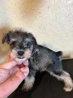 Salt and pepper, a male Miniature Schnauzer for sale in Saint Hedwig, TX – 2 of 5