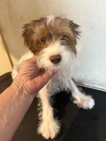 Sparkie , a male Yorkipoo for sale in Saint Hedwig, TX – 2 of 3