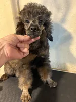 Madden , a male Poodle - Miniature  for sale in Saint Hedwig, TX – 4 of 5
