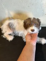Sparkie , a male Yorkipoo for sale in Saint Hedwig, TX – 3 of 3