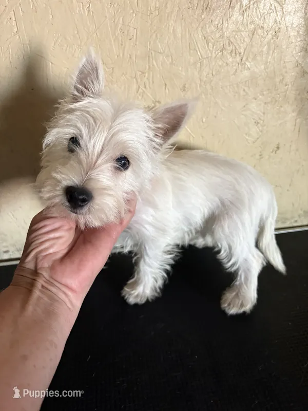 Tia – West Highland White Terrier puppy for sale in Saint Hedwig, TX