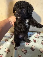 Brutus, a male Yorkipoo for sale in Saint Hedwig, TX – 3 of 4