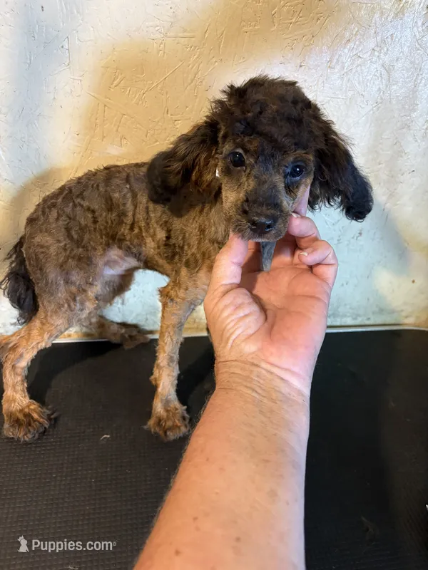 Sable barbie – Poodle - Toy  puppy for sale in Saint Hedwig, TX
