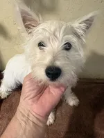 Pieper, a female West Highland White Terrier for sale in Saint Hedwig, TX – 4 of 5