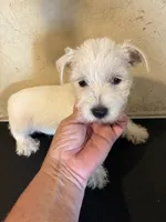 Dudley , a male West Highland White Terrier for sale in Saint Hedwig, TX – 2 of 7
