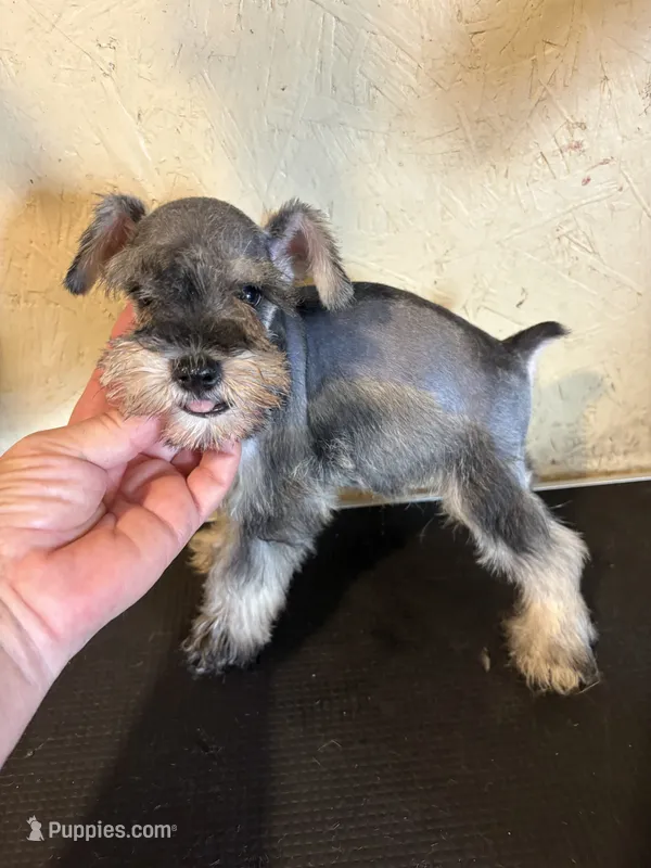 Salt and pepper – Miniature Schnauzer puppy for sale in Saint Hedwig, TX