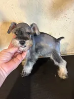 Salt and pepper, a male Miniature Schnauzer for sale in Saint Hedwig, TX – 1 of 5