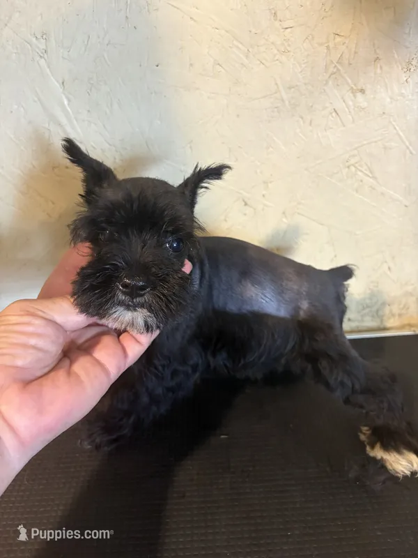 Lucy  – Miniature Schnauzer puppy for sale in Saint Hedwig, TX