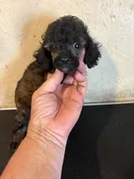 Sable Rover, a male Poodle - Toy  for sale in Saint Hedwig, TX – 1 of 6