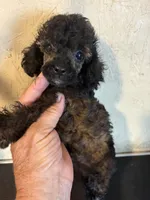 Sable Rover, a male Poodle - Toy  for sale in Saint Hedwig, TX – 2 of 6