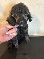 Sable Rover, a male Poodle - Toy  for sale in Saint Hedwig, TX – 3 of 6