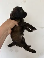 Sable Rover, a male Poodle - Miniature  for sale in Saint Hedwig, TX – Photo 1 of 2