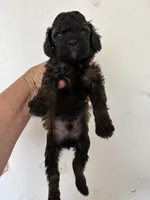 Sable Rover, a male Poodle - Miniature  for sale in Saint Hedwig, TX – Photo 2 of 2