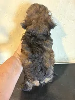 Sable Rover, a male Poodle - Toy  for sale in Saint Hedwig, TX – 6 of 6