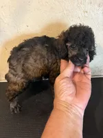 Sable Rover, a male Poodle - Toy  for sale in Saint Hedwig, TX – 5 of 6