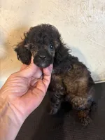 Sable Rover, a male Poodle - Toy  for sale in Saint Hedwig, TX – 4 of 6