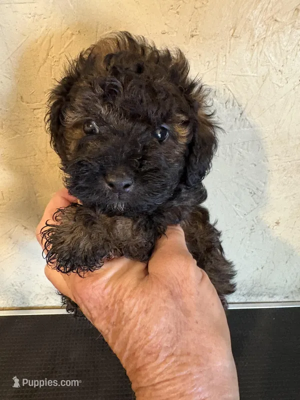 Sable Rover – Poodle - Miniature  puppy for sale in Saint Hedwig, TX