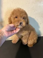 Red , a female Poodle - Toy  for sale in Saint Hedwig, TX – 6 of 6