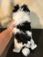 Chin diamond , a female Japanese Chin for sale in Saint Hedwig, TX – 4 of 5